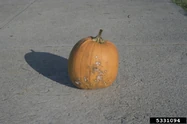 Fusarium wilt on a pumpkin