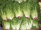 Endive