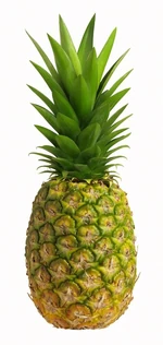 Pineapple | WikiGardener | Fandom