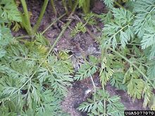 Sclerotinia rot on carrot