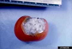 Southern blight