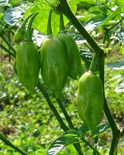Chilli Habanero fogoso