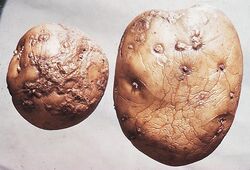 Potato Skin spot Polyscytalum pustulans .jpg
