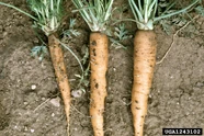 Carrot Aster Yellows.jpg (274 KB) Infected carrot (left)