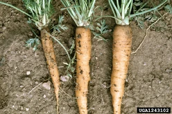 Carrot Aster Yellows.jpg (274 KB) Aster yellows (left) on carrot