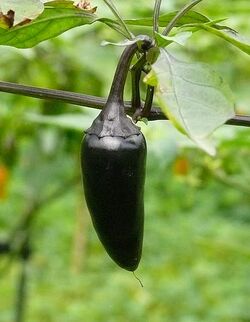 Chilli Hungarian black