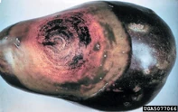 Phomopsis blight (Phomopsis vexans)