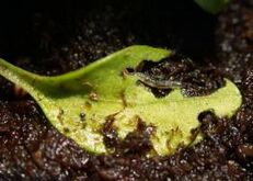 Sciarid fly on parsley