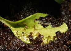 Sciarid fly on parsley