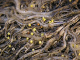 Nematode cysts on potato roots (Globodera rostochiensis)