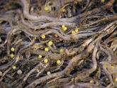 Potato Cyst Nematode.jpg (306 KB) Nematode cysts on potato roots (Globodera rostochiensis)
