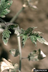 Flea beetle