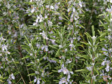 Rosemary