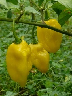 Chilli Habanero carolina yellow