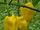 Capsicum chinense 'Carolina yellow'