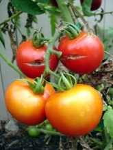Tomato Split Fruit.jpg (22 KB) Split fruit