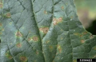 Leaf spot (Alternaria alternata) on a melon
