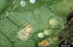 Potato psyllid