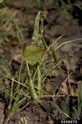 Brown spot (Alternaria alternata)