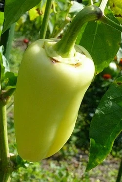 Sweet pepper Antohi romanian