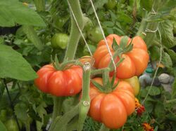 Tomato Costoluto fiorentino