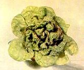 Lettuce Calcium Deficiency.jpg (7 KB) Lettuce