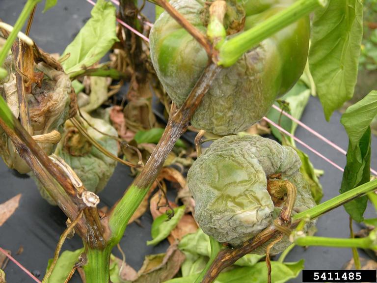 Фузариоз томатов фото описание и лечение Phytophthora blight WikiGardener Fandom