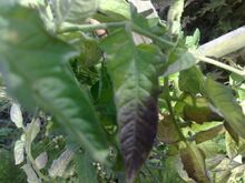 Tomato Phosphorous deficiency Leaf