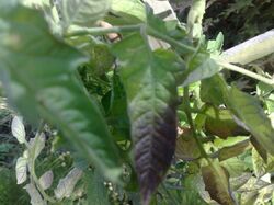 Tomato Phosphorous deficiency Leaf