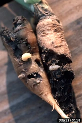 Carrot Weevil Larvae.jpg (1.44 MB) Carrot weevil on carrot