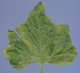 Cucumber mosaic virus on a squash