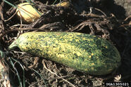 Squash mosaic virus on a squash