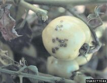 Bacterial spot of tomato and pepper