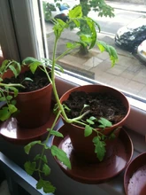 Tomato Leggy.jpg (87 KB) Leggy plants