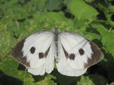 Large Cabbage white spread wings