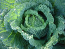 Savoy cabbage