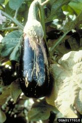 Damage to an aubergine