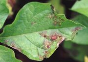 Symptom potato late blight-1-