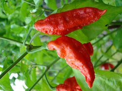 Chilli Bhut jolokia