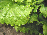 Plant with a few individual bacterial leaf blight lesions.