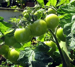 Tomato Moneymaker Unripe
