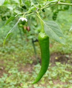 Chilli Elephant trunk