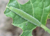 Small White Caterpillar Broccoli.jpg (208 KB) Small White