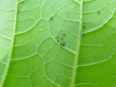Blackfly Courgette Leaf.jpg (90 KB) Blackfly on a courgette