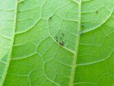 Blackfly Courgette Leaf