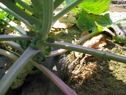 Brussels Sprout Blown Sprouts