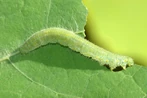 Small Cabbage White Caterpillar.jpg (93 KB) Small White