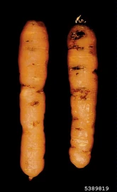 Carrot Potato Rot Nematode Ditylenchus destructor.jpg (31 KB) Potato rot nematode on carrot