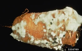 Carrot Sclerotinia Rot.jpg (365 KB) Sclerotinia rot on carrot