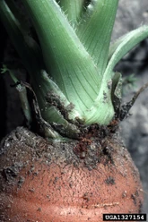 Carrot Weevil Crown.jpg (1.47 MB) Carrot weevil on carrot